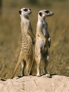 home_meerkat-earthling-wildlife-center-roberta-stacy.jpg