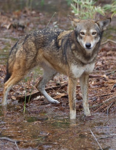 Captive red wolf, (c) FWS Red Wolf Recovery Program