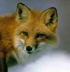 Red fox, Vuples vulpes.