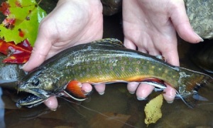 Eastern brook trout, photo from Trout Unlimited