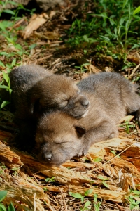 Red wolf puppies (FWS/Ryan Nordsven)