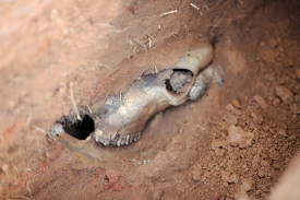Students at Western Carolina University excavate a mock grave containing a cow skull to learn the techniques of excavating clandestine human graves. 